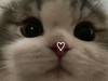 chocobunny