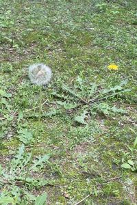 ゲスト 峡谷の湯宿 大歩危峡まんなか クーポン