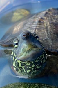 Maggieleungggg 織花日式旅館優惠