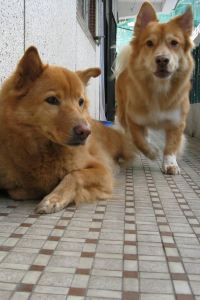 Joanna Leung 澳門卡爾酒店優惠