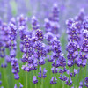purple_lavender