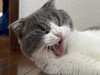 こむたん