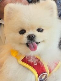 wonjis