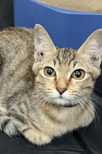 阿賢28 湯快リゾート 三朝温泉 斉木別館〈会席タイプ〉 クーポン