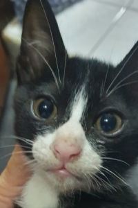 มัจฉา มิ่งไชย 胡克船長度假村優惠