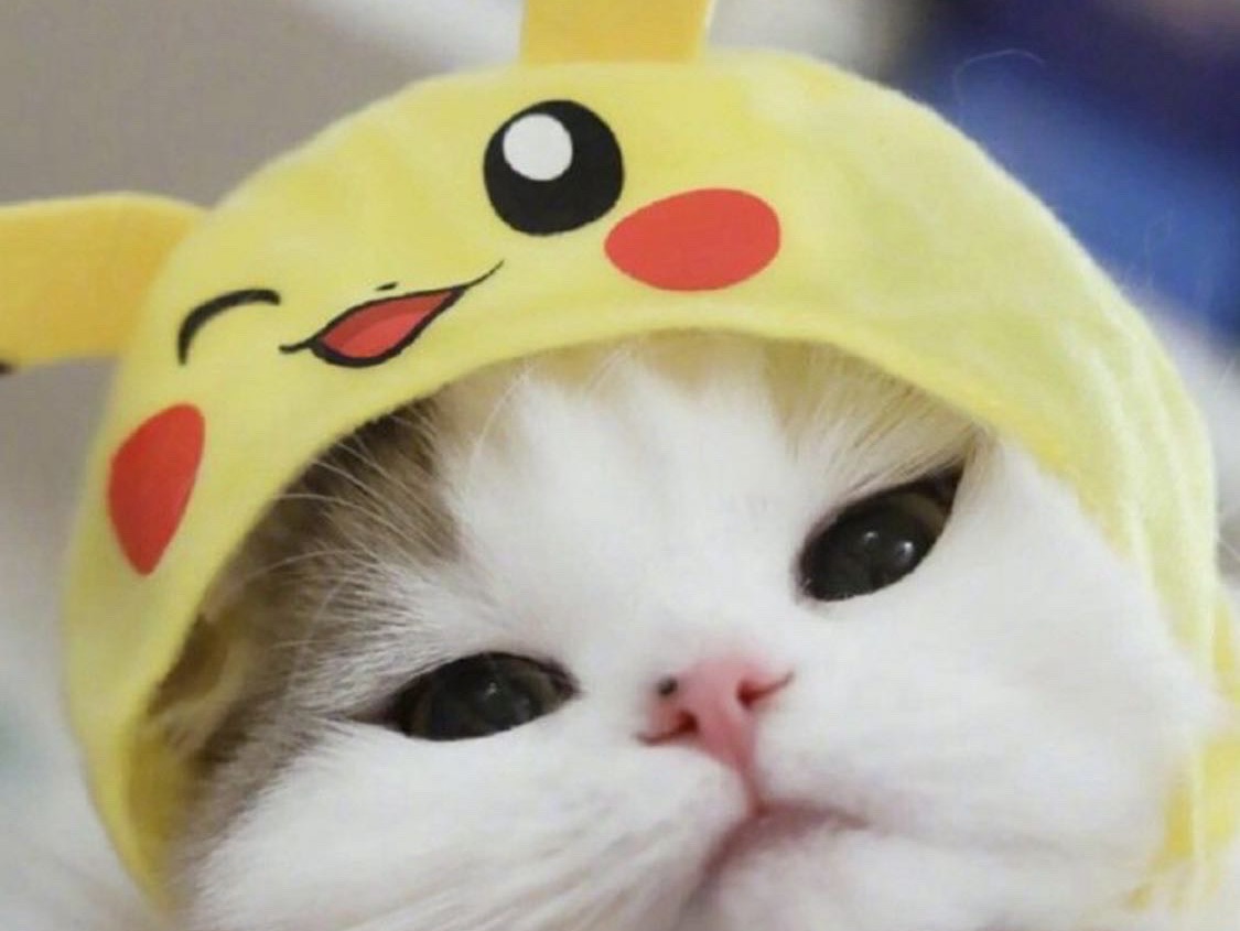 popovivi
