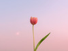 すず39