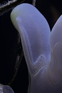 4otravel 新大阪貝斯特韋斯特優質修爾住宿酒店優惠