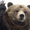 Grizz Bear