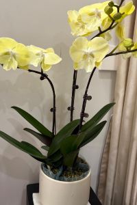 wingwing748 格拉斯服務式套房酒店優惠