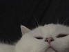 Fatpo