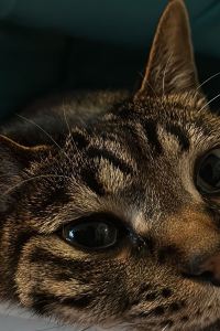 Leshtruke Esther 四季の里　はなむら クーポン