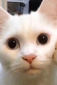 王令 儿～ 曼谷巴龍公寓優惠