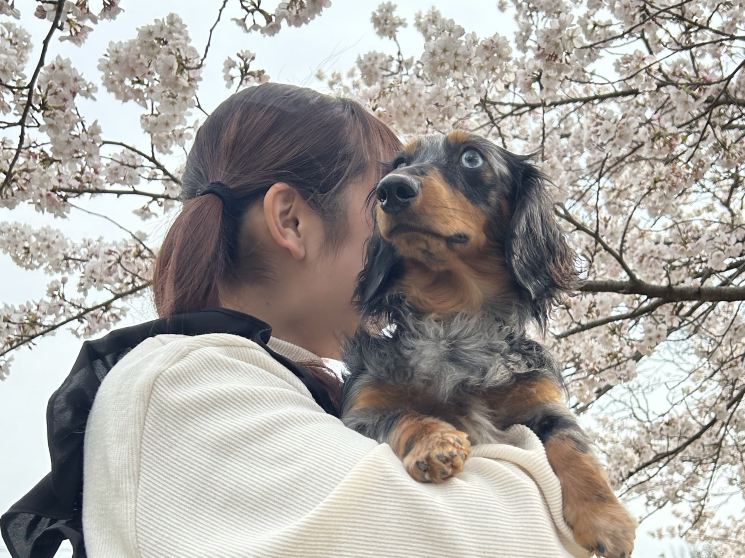 あゆたび