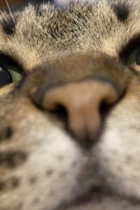 注文の多い猫 格蘭德貝拉飯店優惠