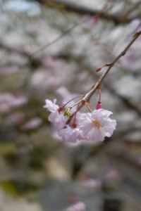 Big Mommy 会津芦ノ牧温泉　丸峰別館　川音 クーポン