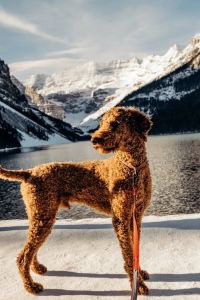 K Hoffman (Canada) 鹿児島グリーンゲストハウス クーポン