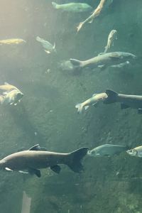 梅 高雄水京棧國際飯店優惠