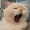 Avatar 2