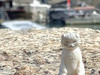 Bubi cat cat