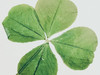 Clover503