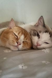 ZhongX 瑞僖敦民丹島度假村優惠