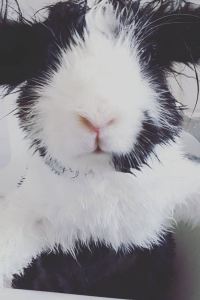 cclleemmoonn 方舟飯店優惠