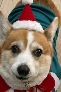 Rambothecorgi