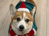 Rambothecorgi