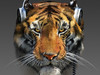 Tiger0936