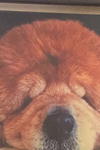 Frankie HK 雲頂行政公寓（深圳灣公園店）優惠