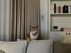 Meowpp