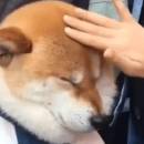 TomJJ