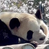 さくらぱん