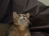 Kittywai3709