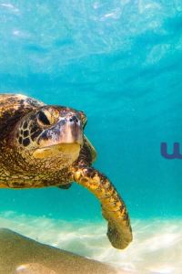 訪客用戶 台北洛碁大飯店-新仕界優惠