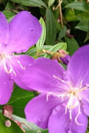 JoJo Law 中山泉眼温泉度假酒店優惠