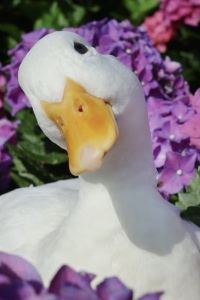 Thomas TANAKA 京成リッチモンドホテル東京押上 クーポン