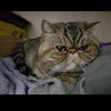 catcatmimi