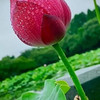 van thi phan