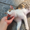 Meow MeO