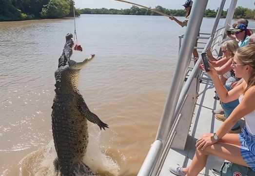 Darwin Kakadu National Park + Jumping Crocodile Cruise 1-day tour with city transfers AUD 394.45 Darwin Kakadu National Park + Jumping Crocodile Cruise 1-day tour with city transfers AUD 394.45