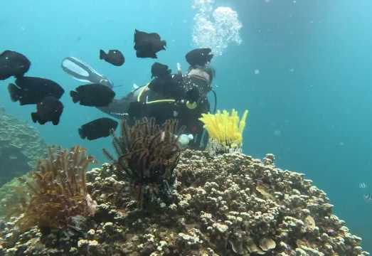 No Fishing Village Visit | Cham Island Full-Day Snorkeling Experience from Da Nang/ Hoi An