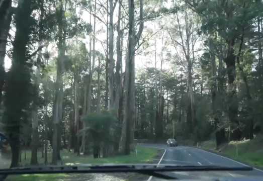 Half-Day Tour to Puffing Billy Railway in Melbourne, Australia [Quick Visit/Round-Trip from City] AUD 198.89