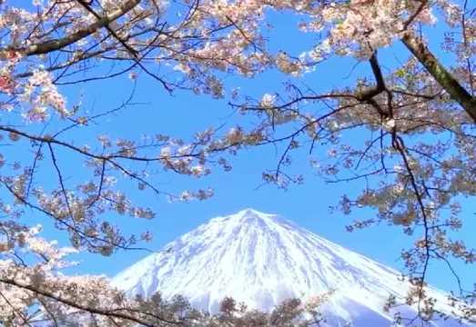 [Cherry Blossom Season] Tokyo Departure: Mount Fuji Kawaguchiko & Yamanakako Day Tour [Max 9-Person Group | Popular Photo Spots | English-Speaking...