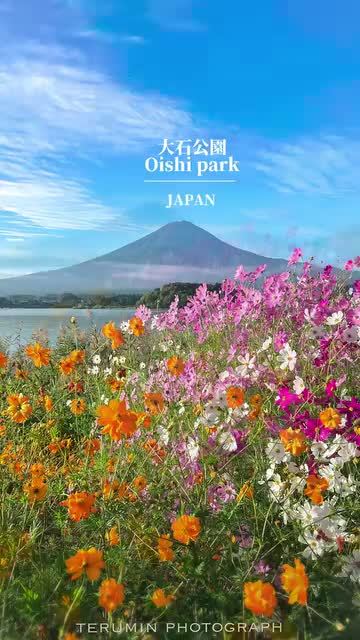 [도쿄 왕복] 후지산 가와구치호 + 야마나카호 일일 투어 [9인 소그룹 | 인기 포토 스팟 | 영어 소통 가능 기사]