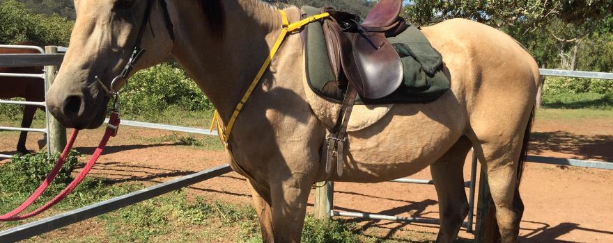 Fordsdale horseback Adventures