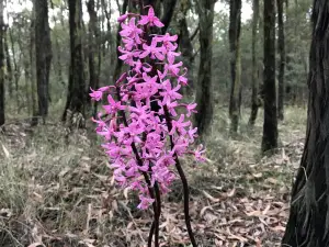 Moondarra State Park