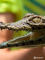 Crocodile Centre St Lucia