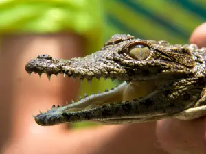 Crocodile Centre St Lucia